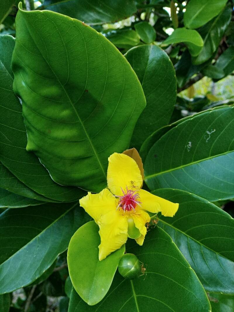 Dillenia alata — related species from the same genus