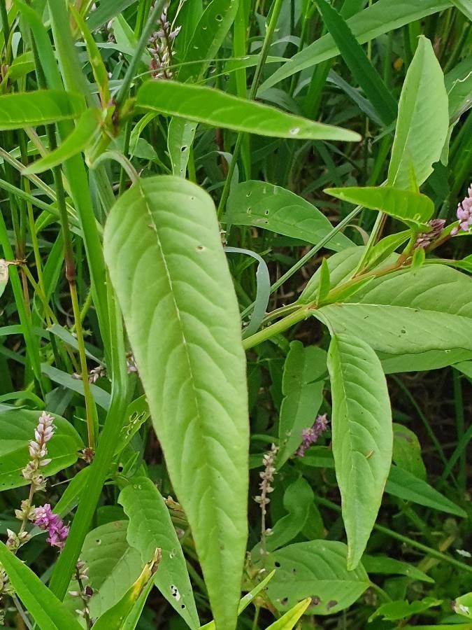 Digera muricata leaf