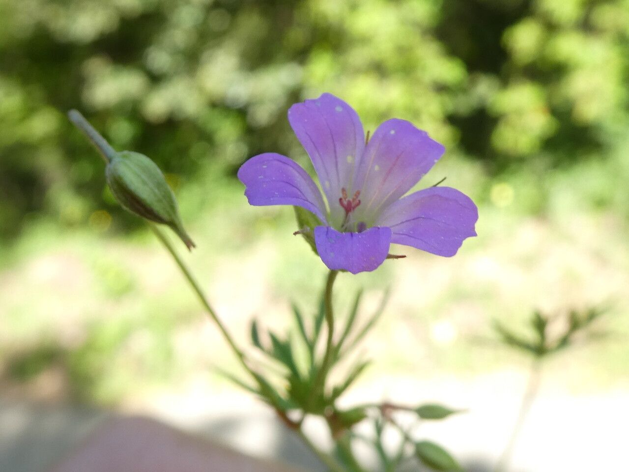 Geranium columbinum flower