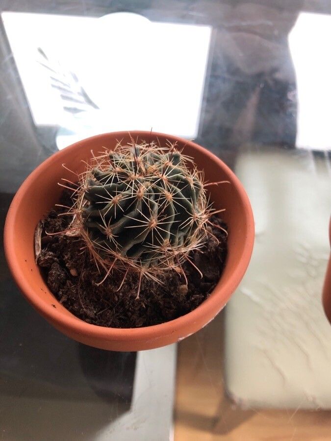 Thelocactus setispinus bark