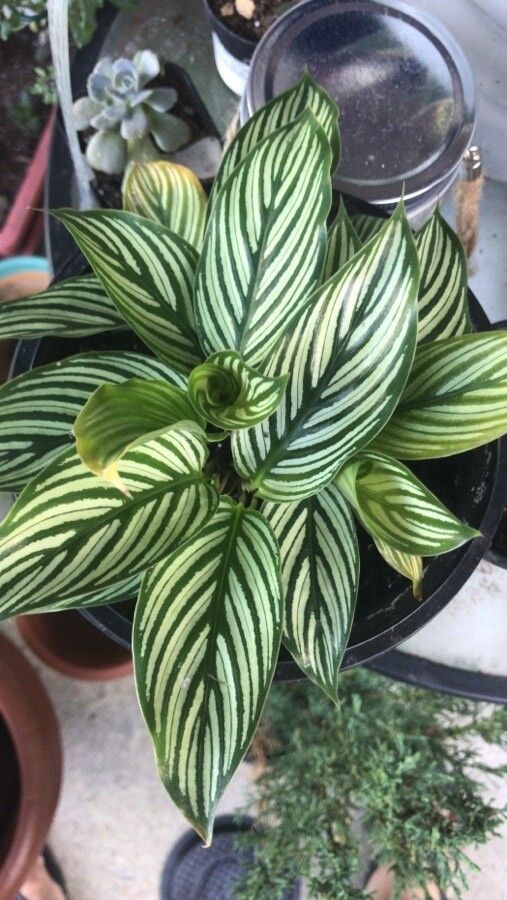 Calathea elliptica flower