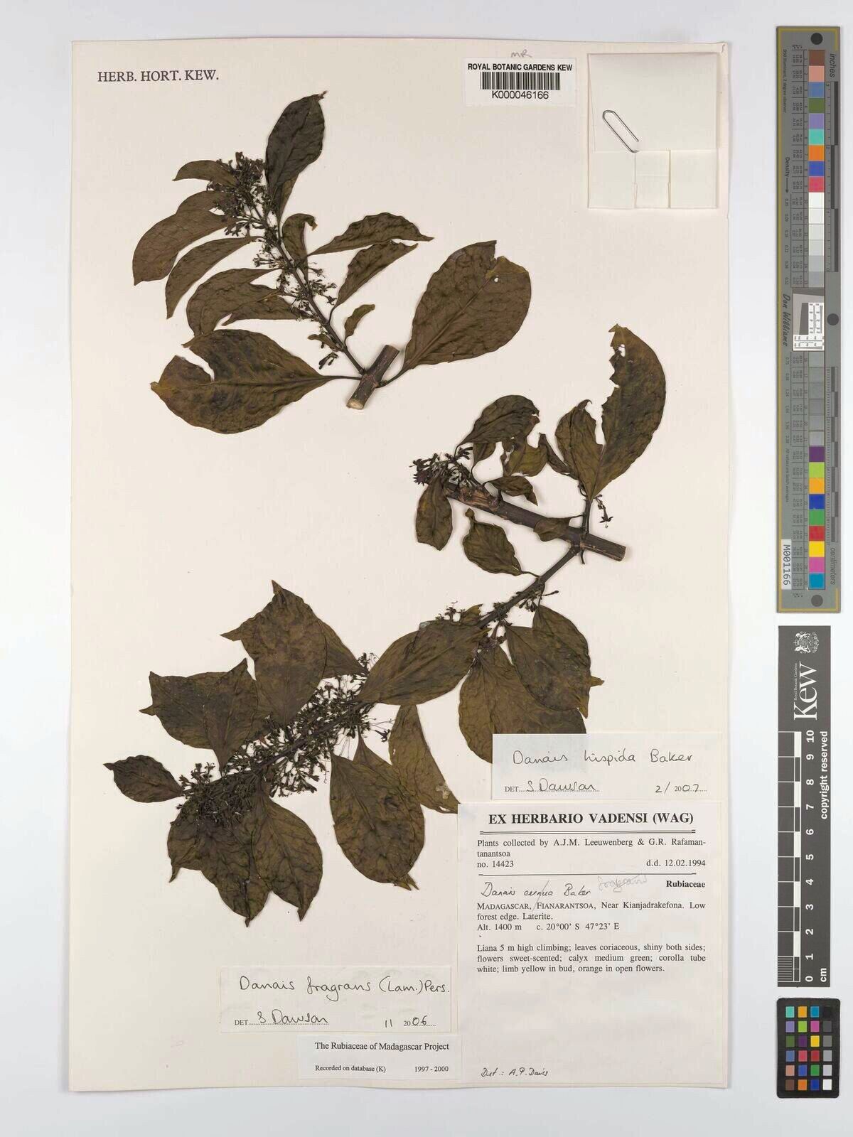 Danais hispida — houseplant care guide