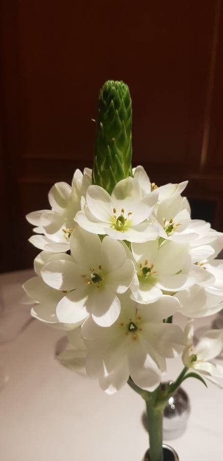 Ornithogalum thyrsoides — search result for 'Ornithogalum'