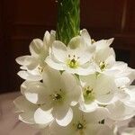 Ornithogalum thyrsoides