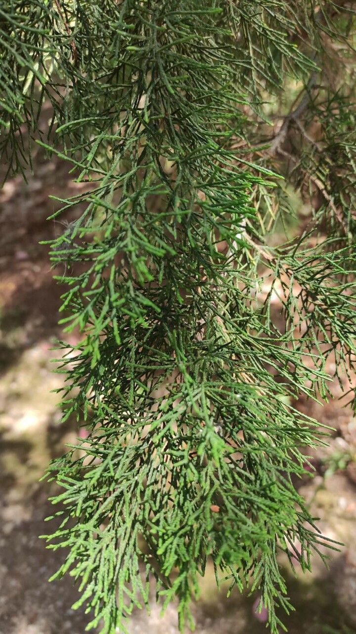 Juniperus bermudiana