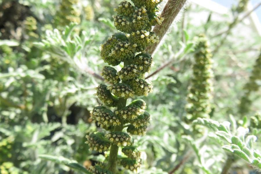Ambrosia chamissonis flower