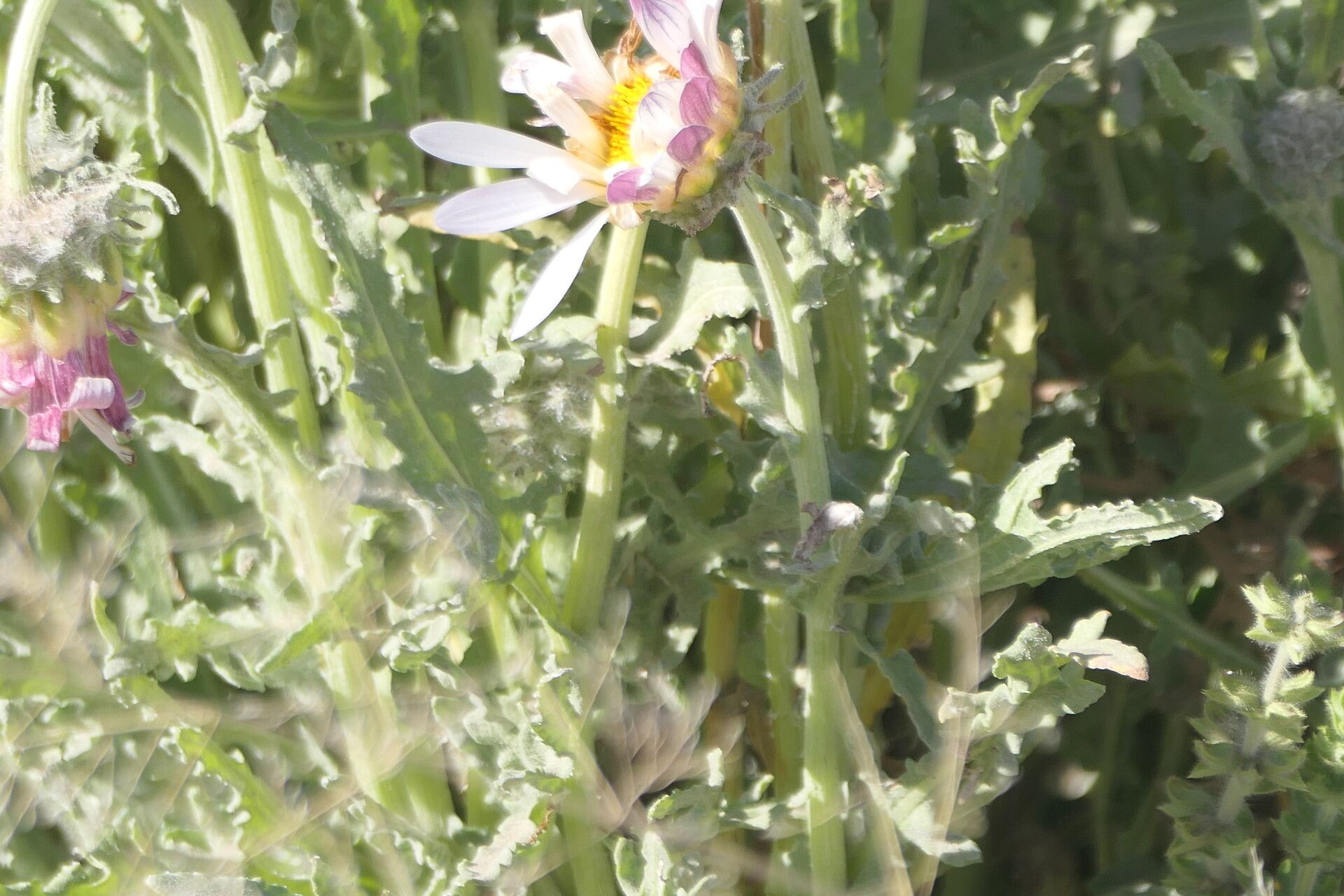 Arctotis leiocarpa bark