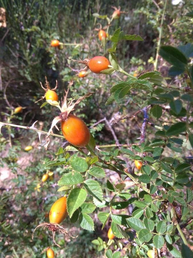 Rosa arvensis fruit
