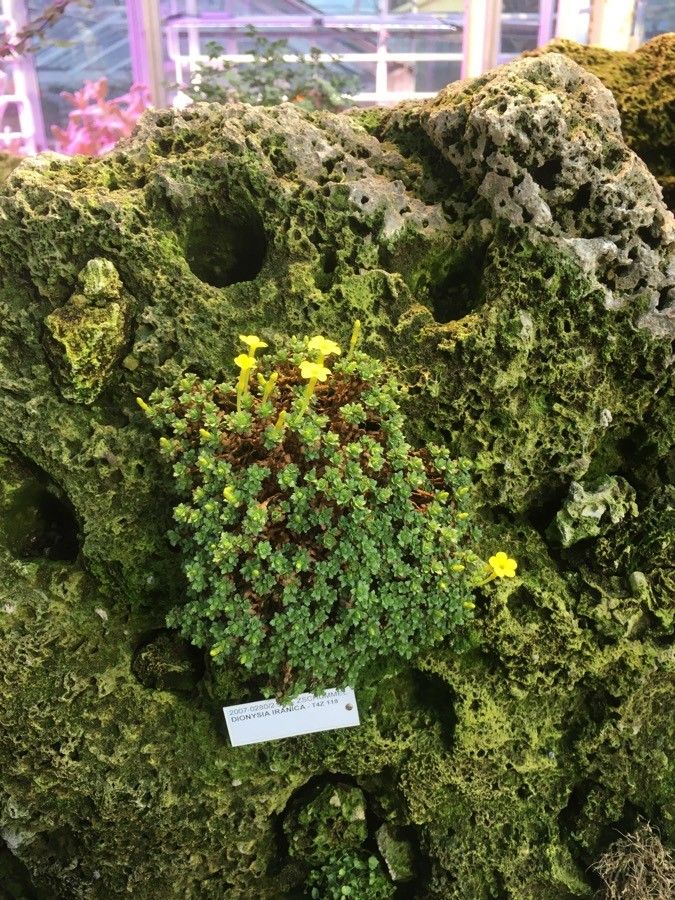 Dionysia iranica habit