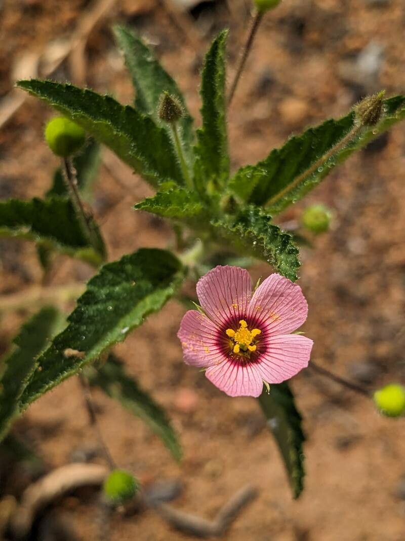 Piriqueta viscosa — related species from the same genus