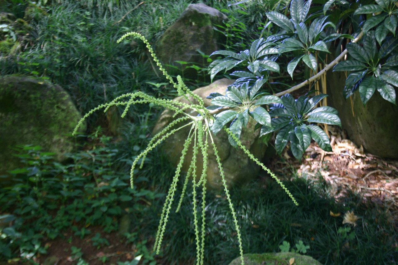 Schefflera delavayi — search result for 'Schefflera'