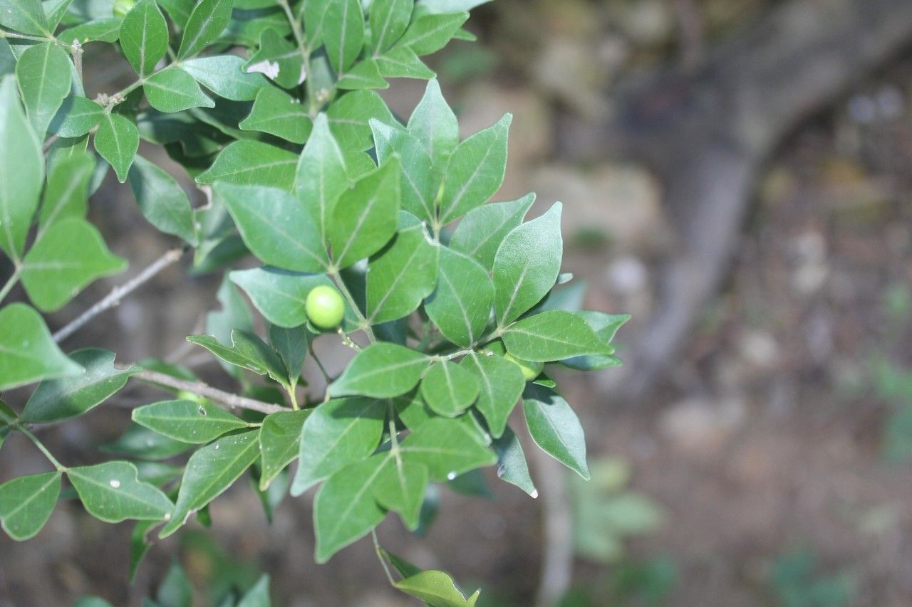 Zornia reticulata leaf
