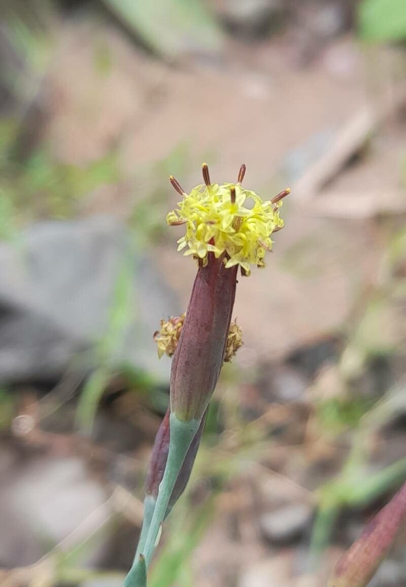 Porophyllum lanceolatum — related species from the same genus