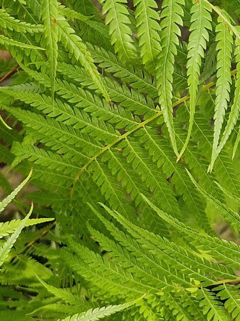 Cibotium regale — related species from the same genus