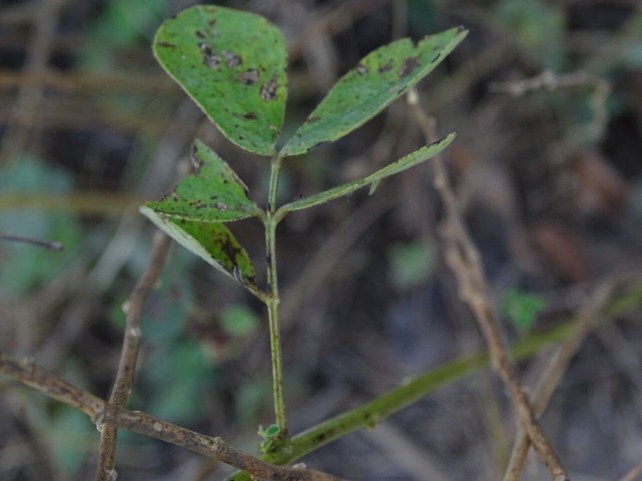 Senna obtusifolia leaf