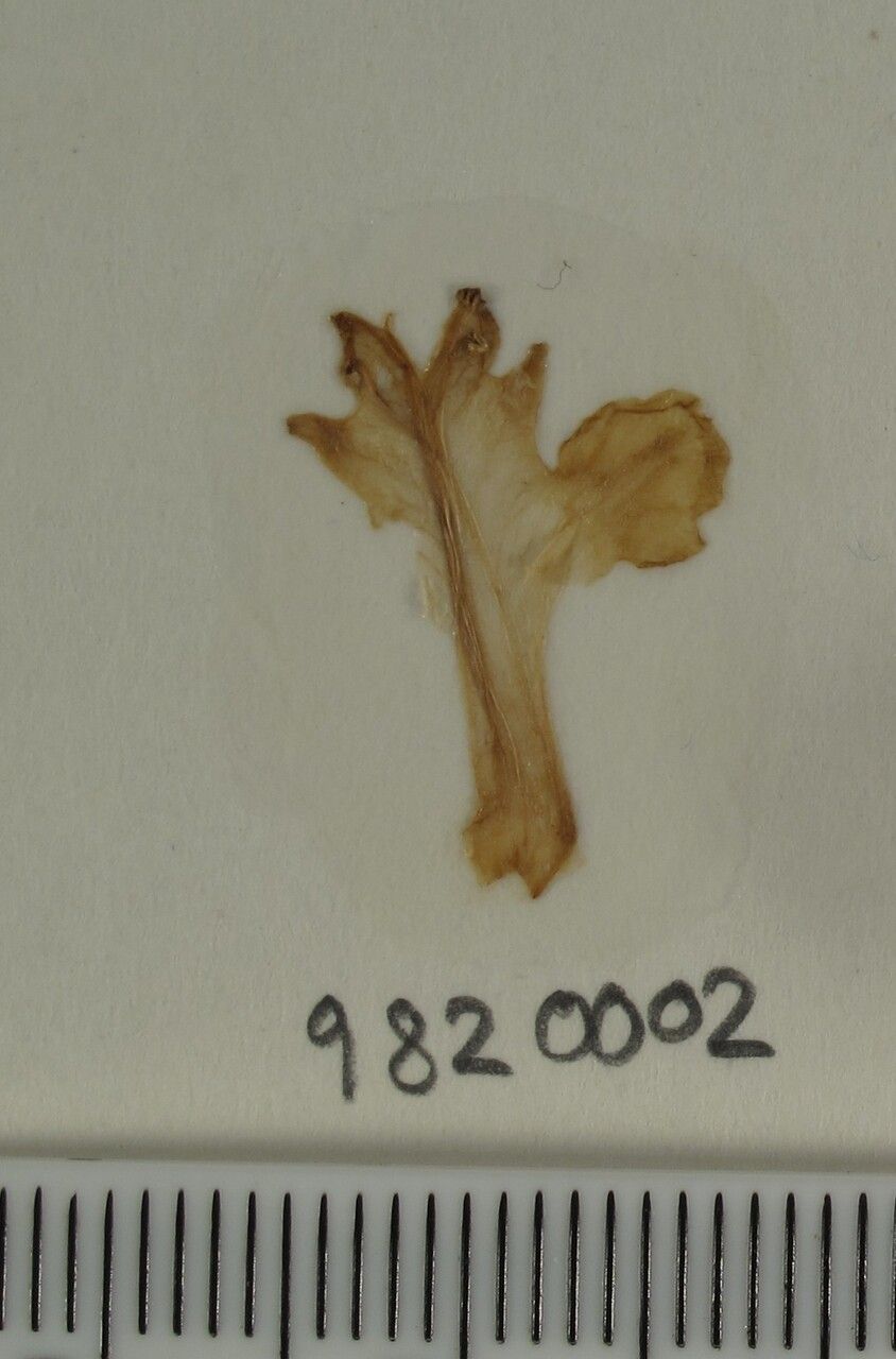 Scutellaria discolor other