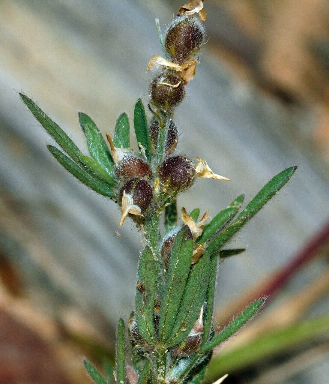 Crotalaria alexandri fruit