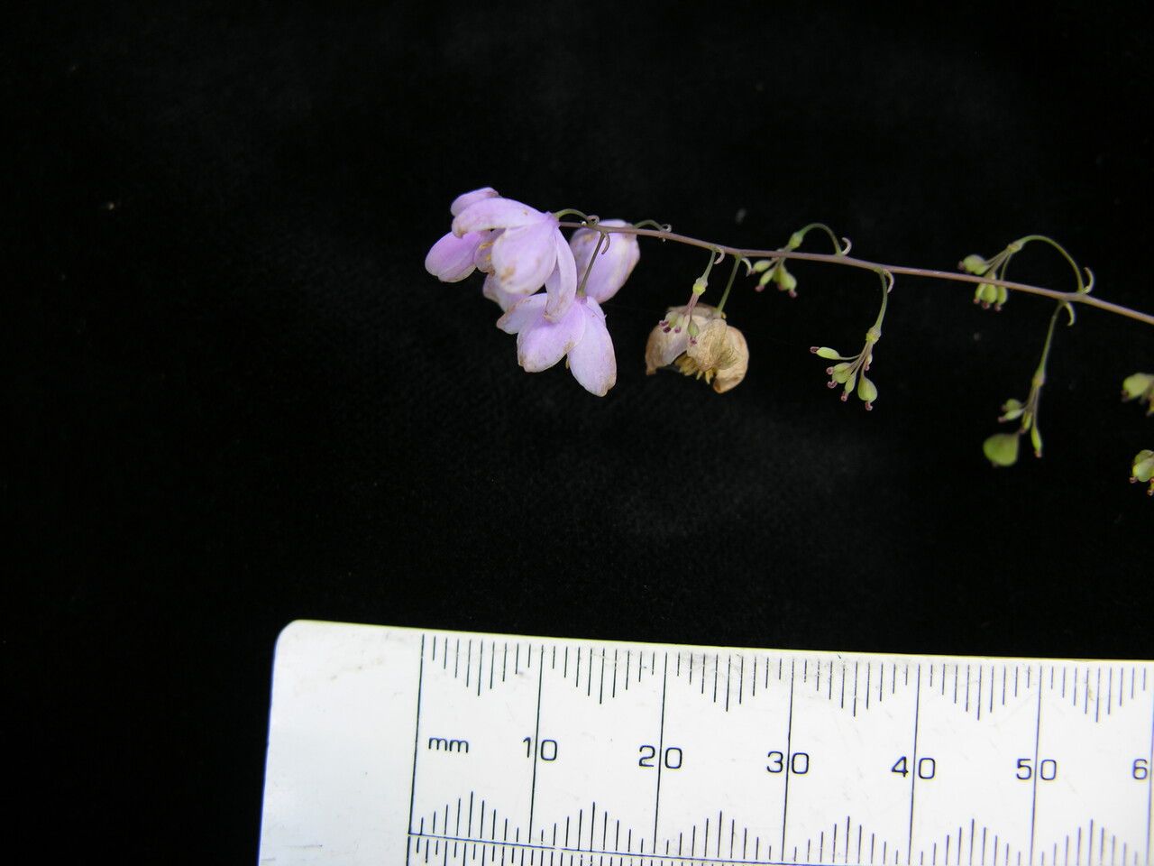 Thalictrum chelidonii other