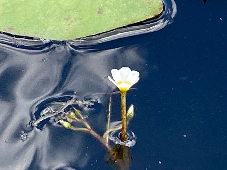 Cabomba caroliniana flower