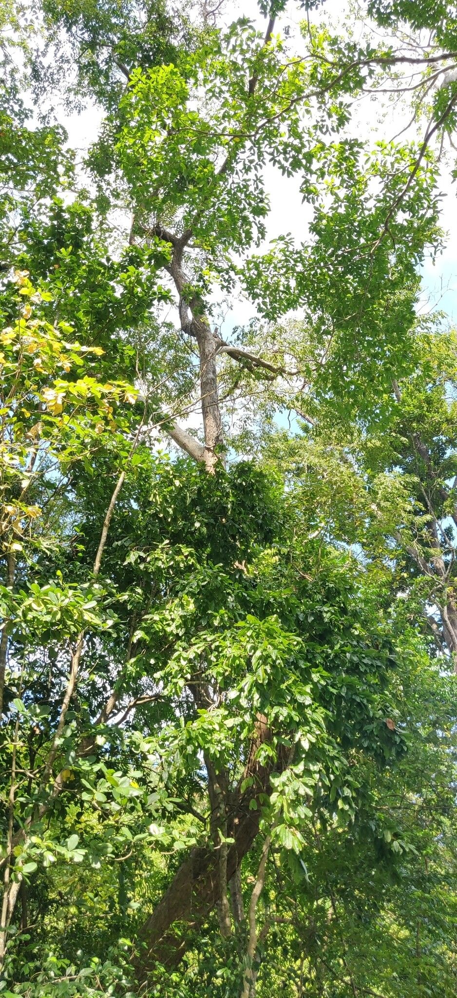 Pterocarpus dalbergioides habit