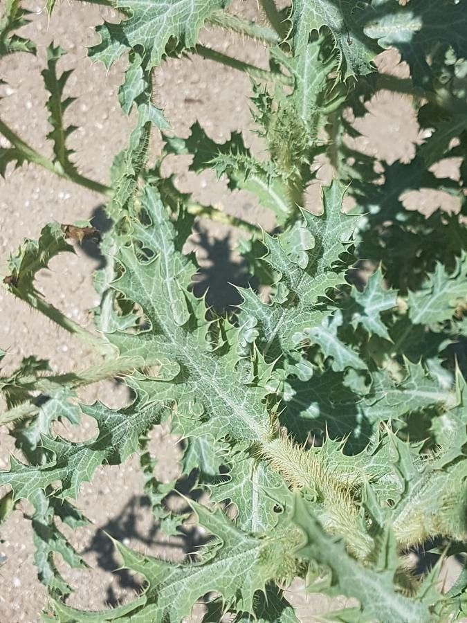 Argemone albiflora — search result for 'Papaveraceae'