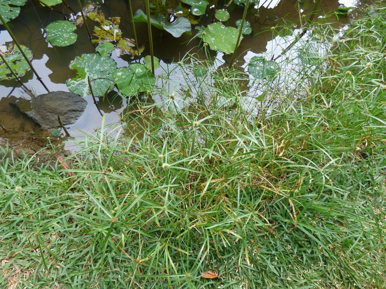 Kyllinga elata habit