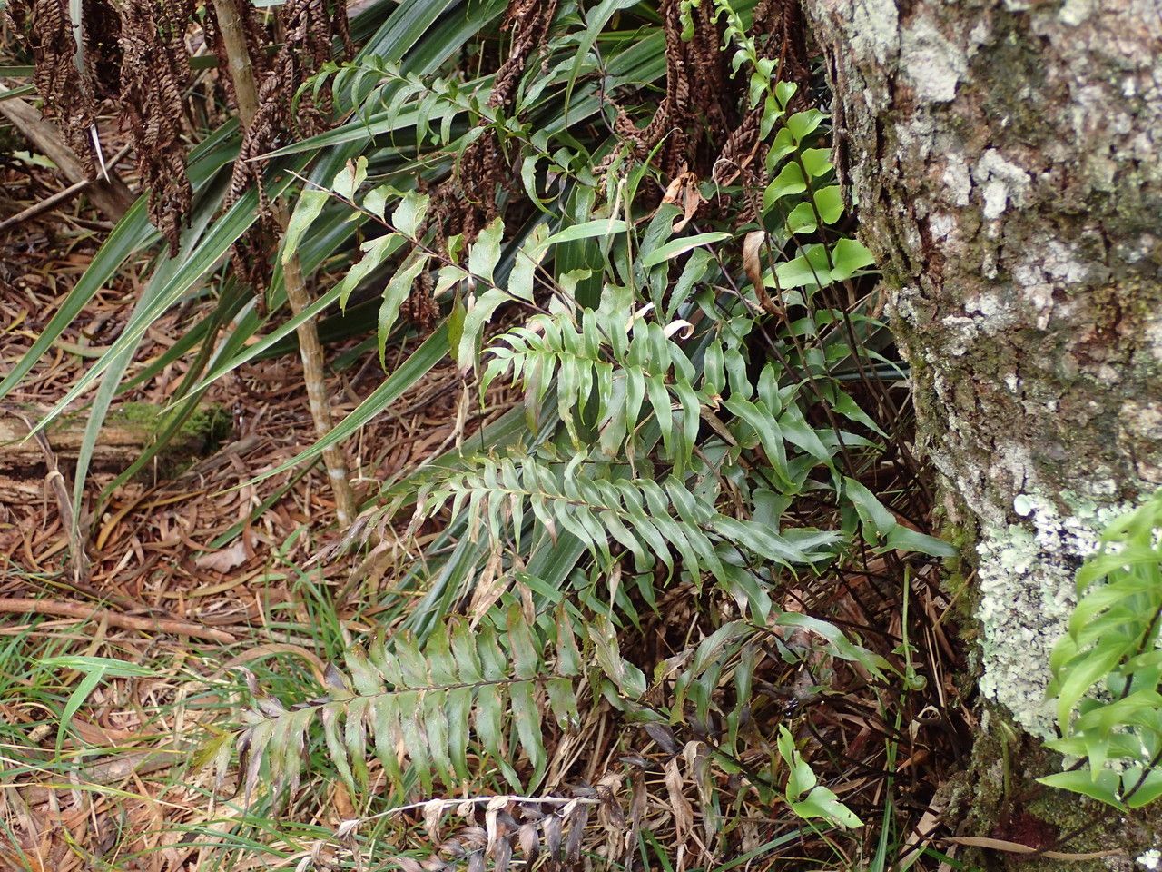 Asplenium nitens habit