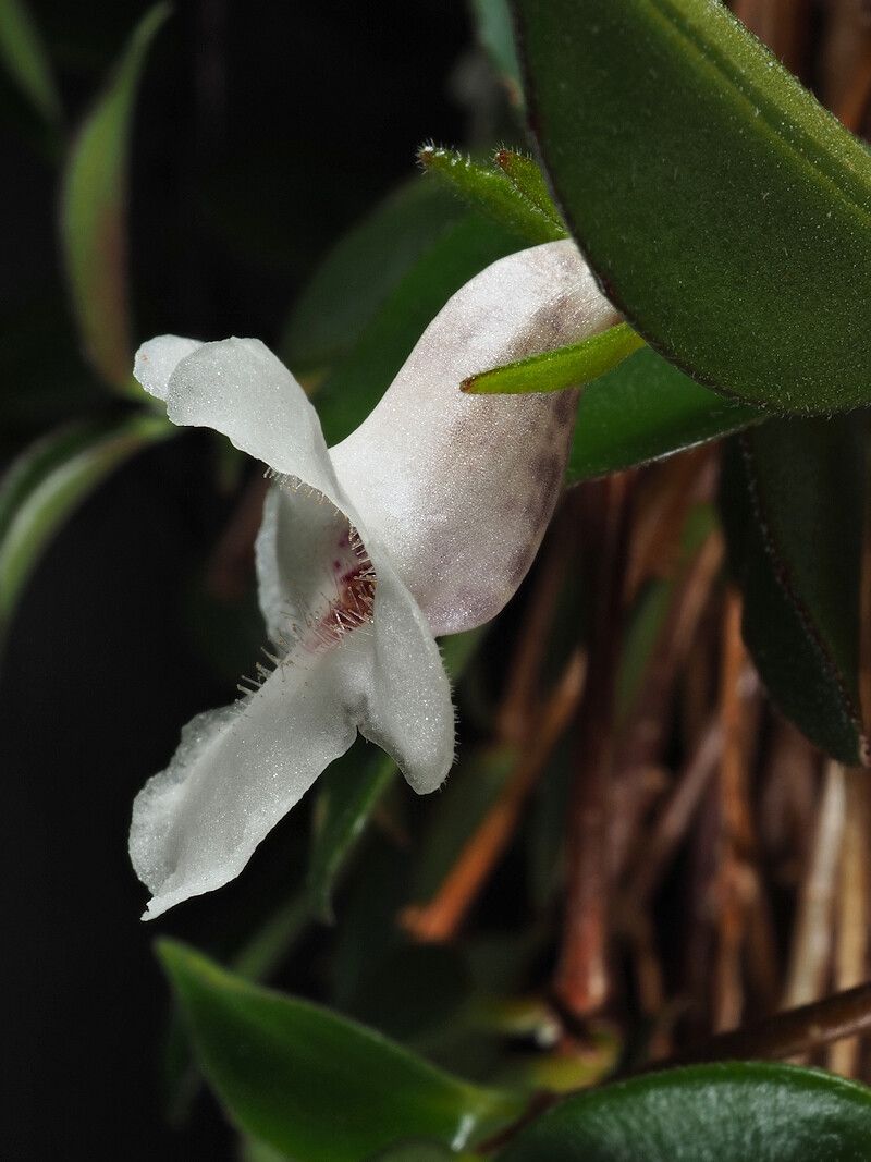 Codonanthe crassifolia flower
