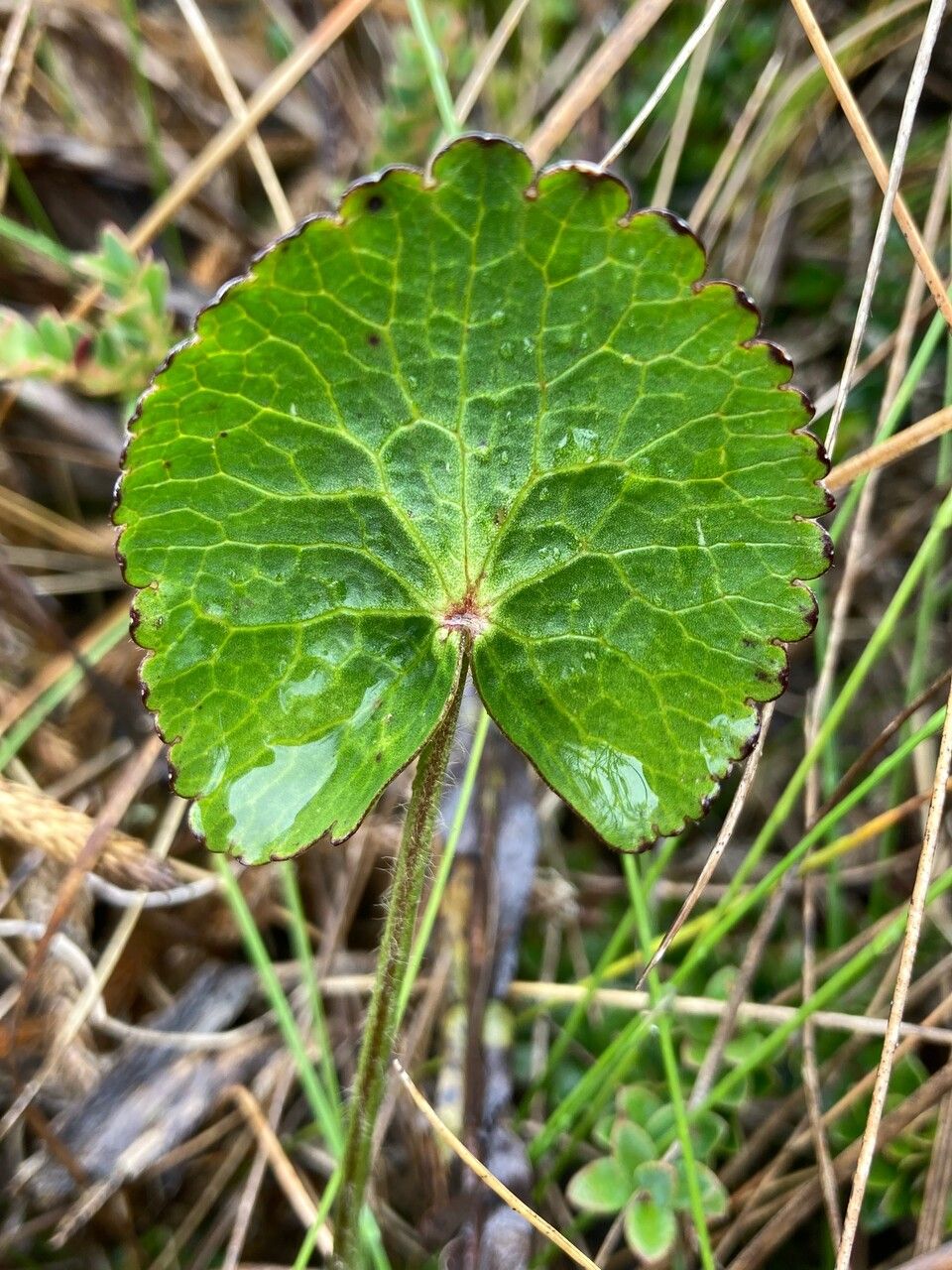 Ranunculus peruvianus leaf