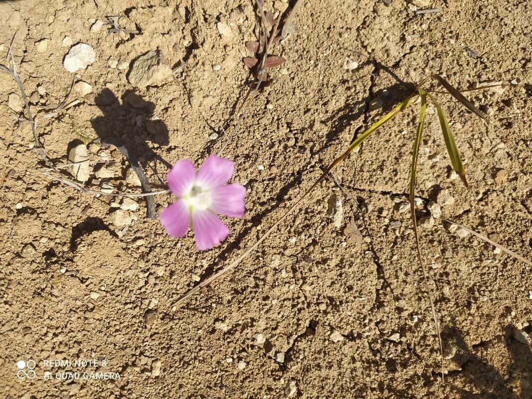 Sidalcea glaucescens — houseplant care guide