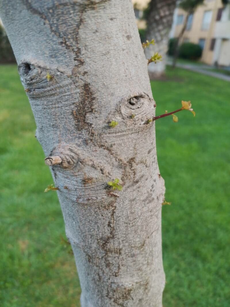 Cryptocarya alba bark
