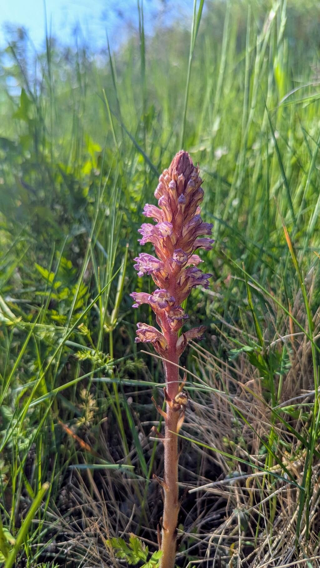Orobanche grenieri habit