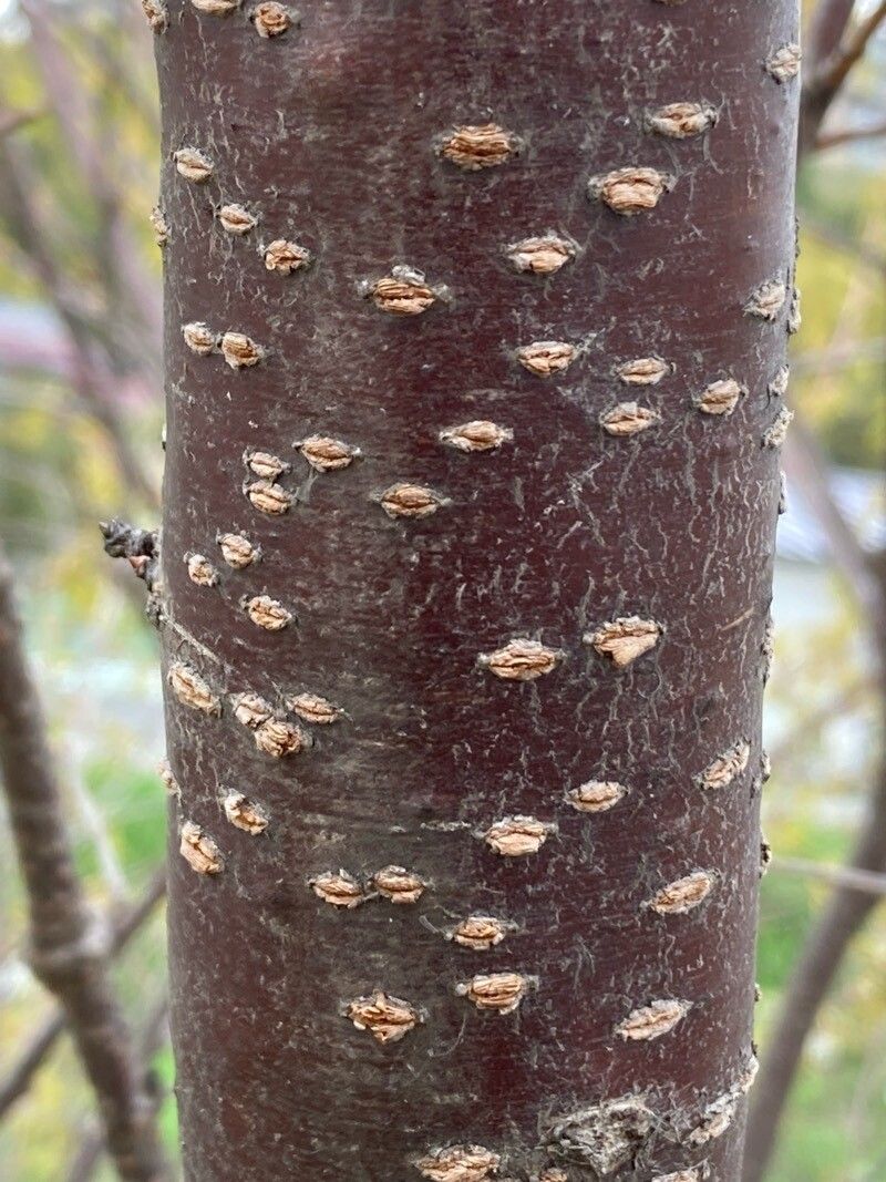 Prunus speciosa bark