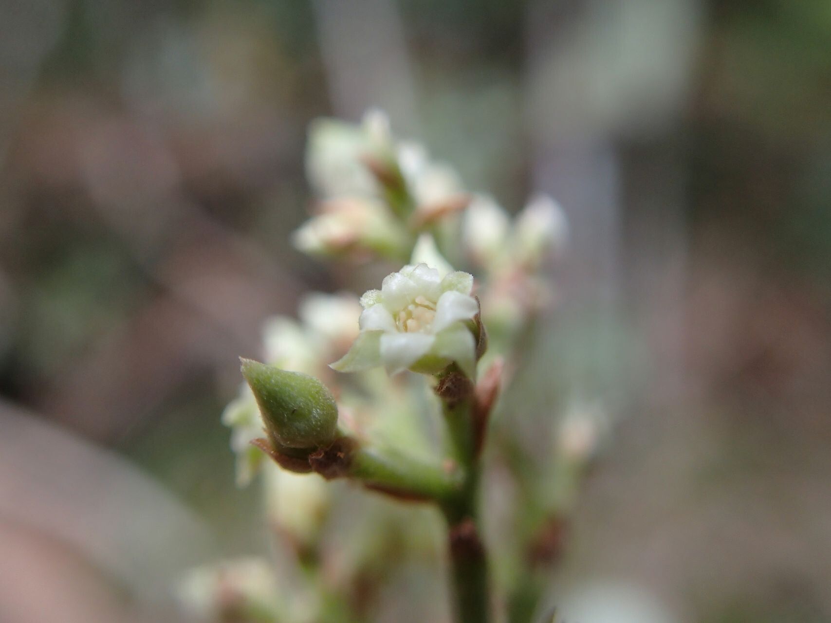 Hunga gerontogea flower