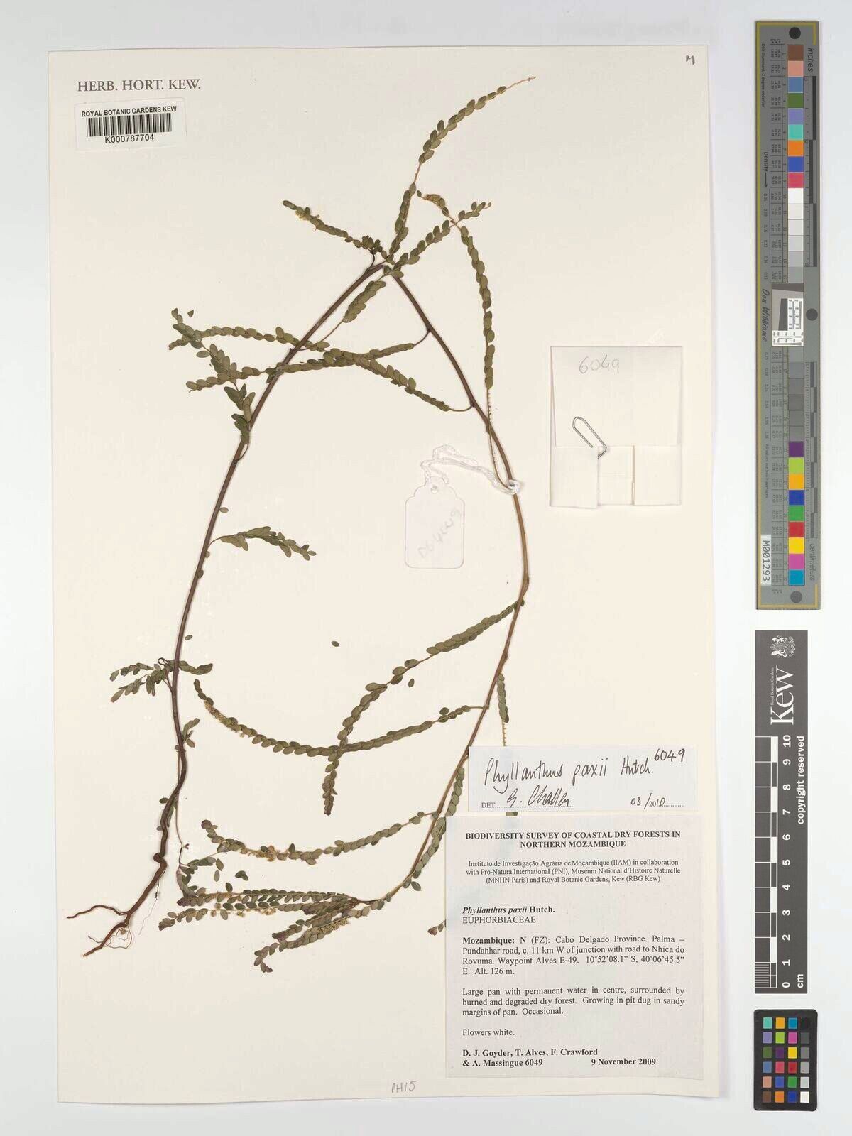 Phyllanthus paxii — houseplant care guide