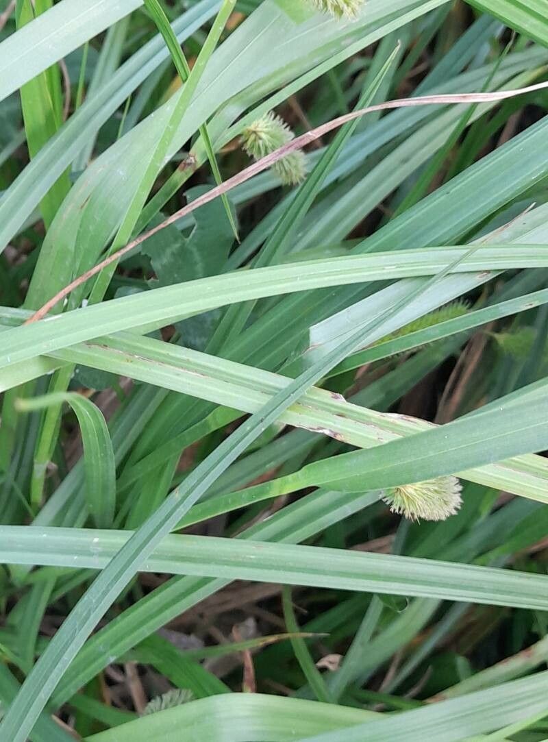 Carex polysticha — houseplant care guide