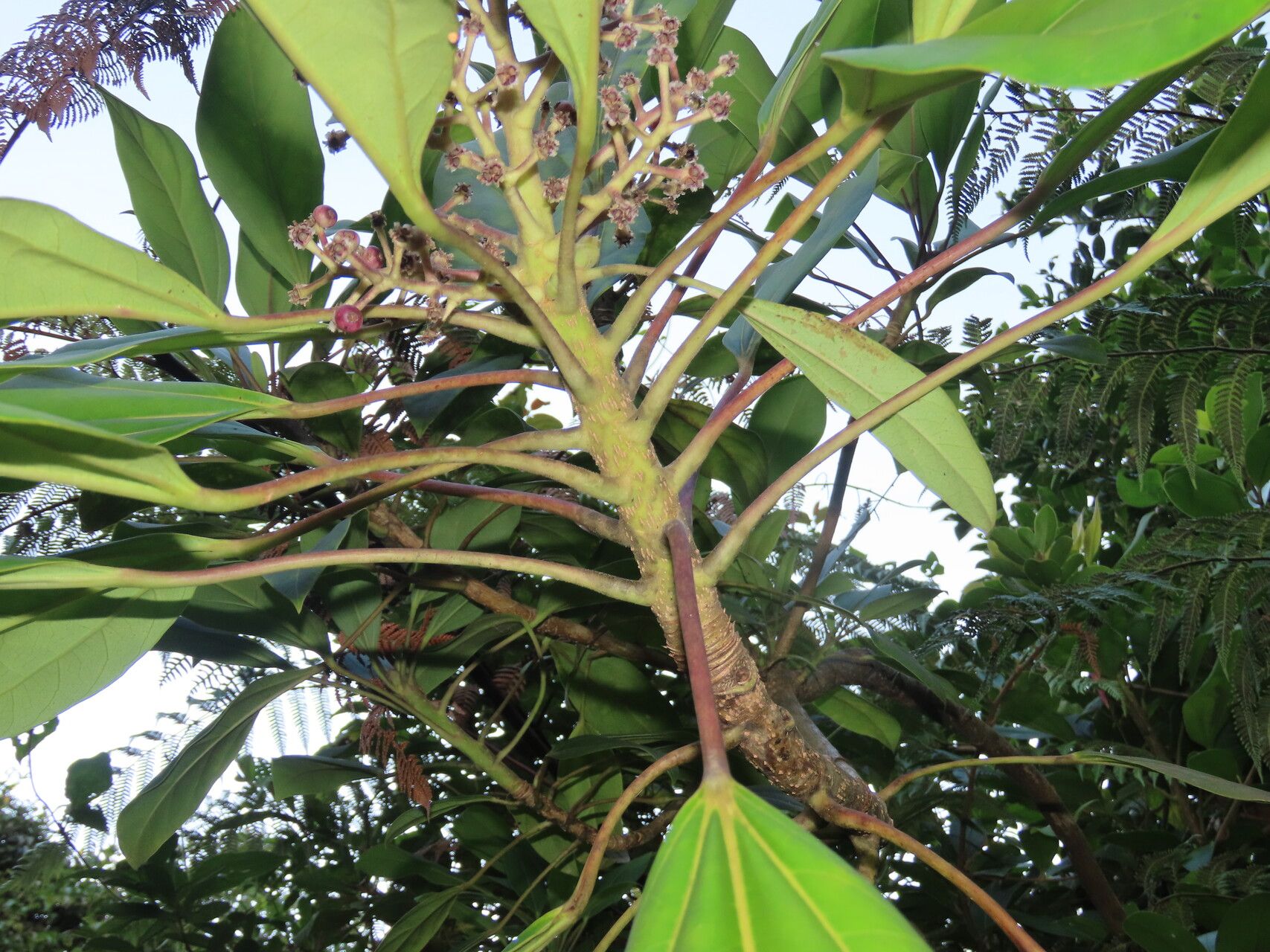 Oreopanax striatus leaf