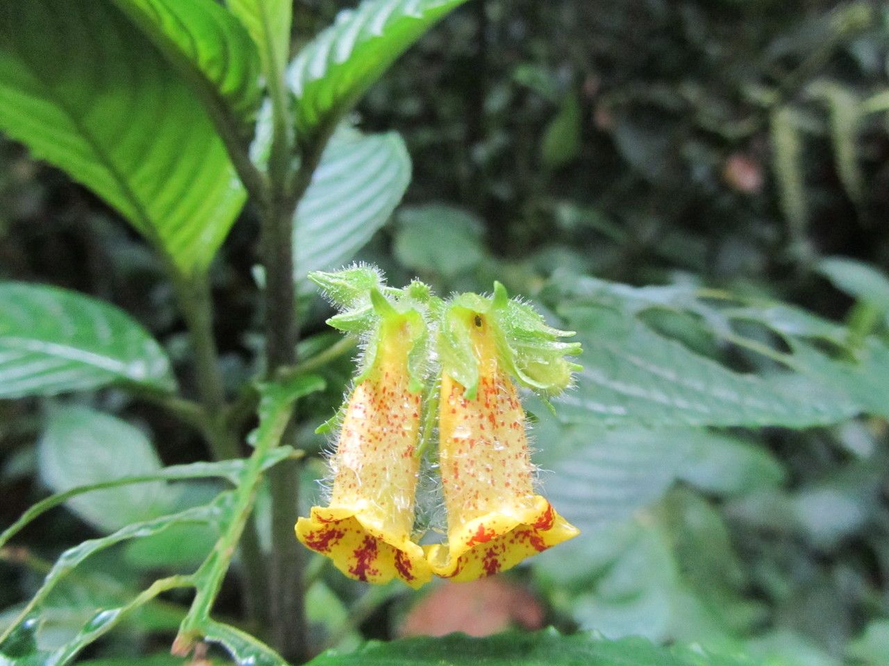 Gasteranthus wendlandianus flower