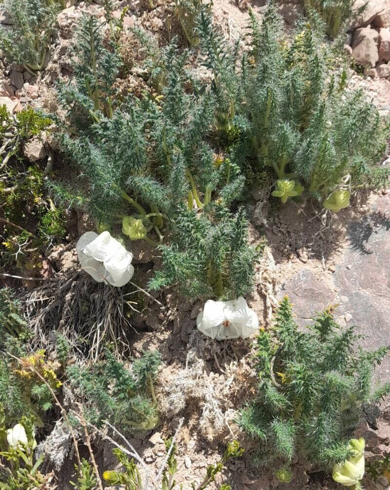 Caiophora coronata habit