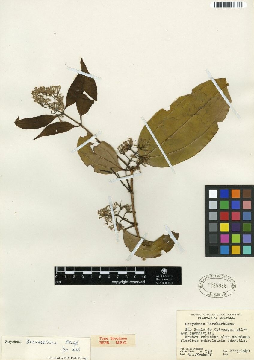 Strychnos barnhartiana — houseplant care guide