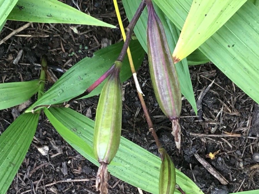 Calanthe triplicata fruit