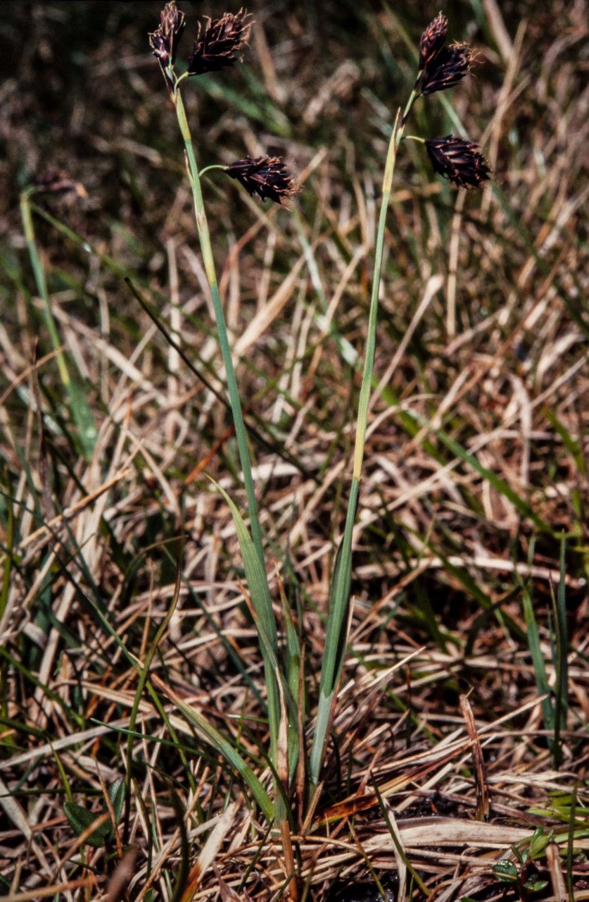 Carex atrofusca habit