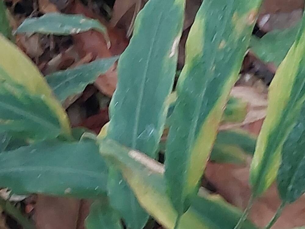 Alpinia romburghiana leaf