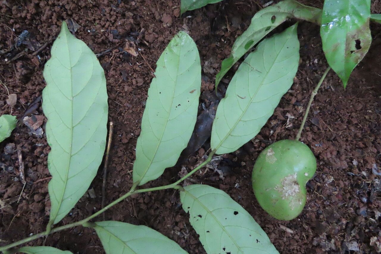 Morisonia pittieri leaf