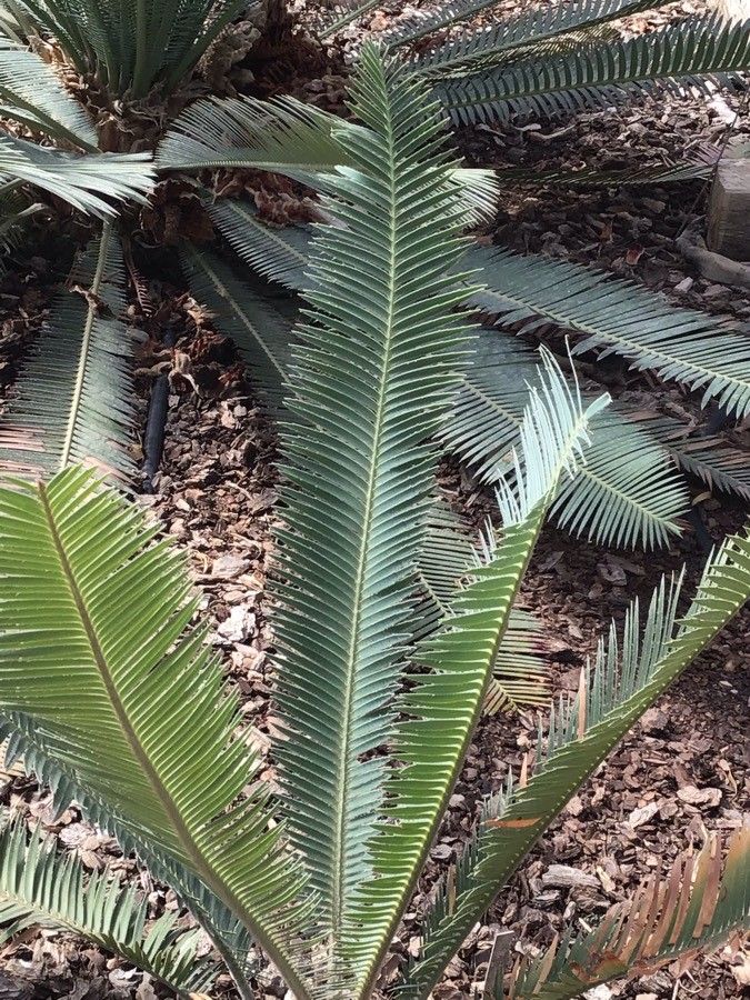Dioon merolae — related species from the same genus