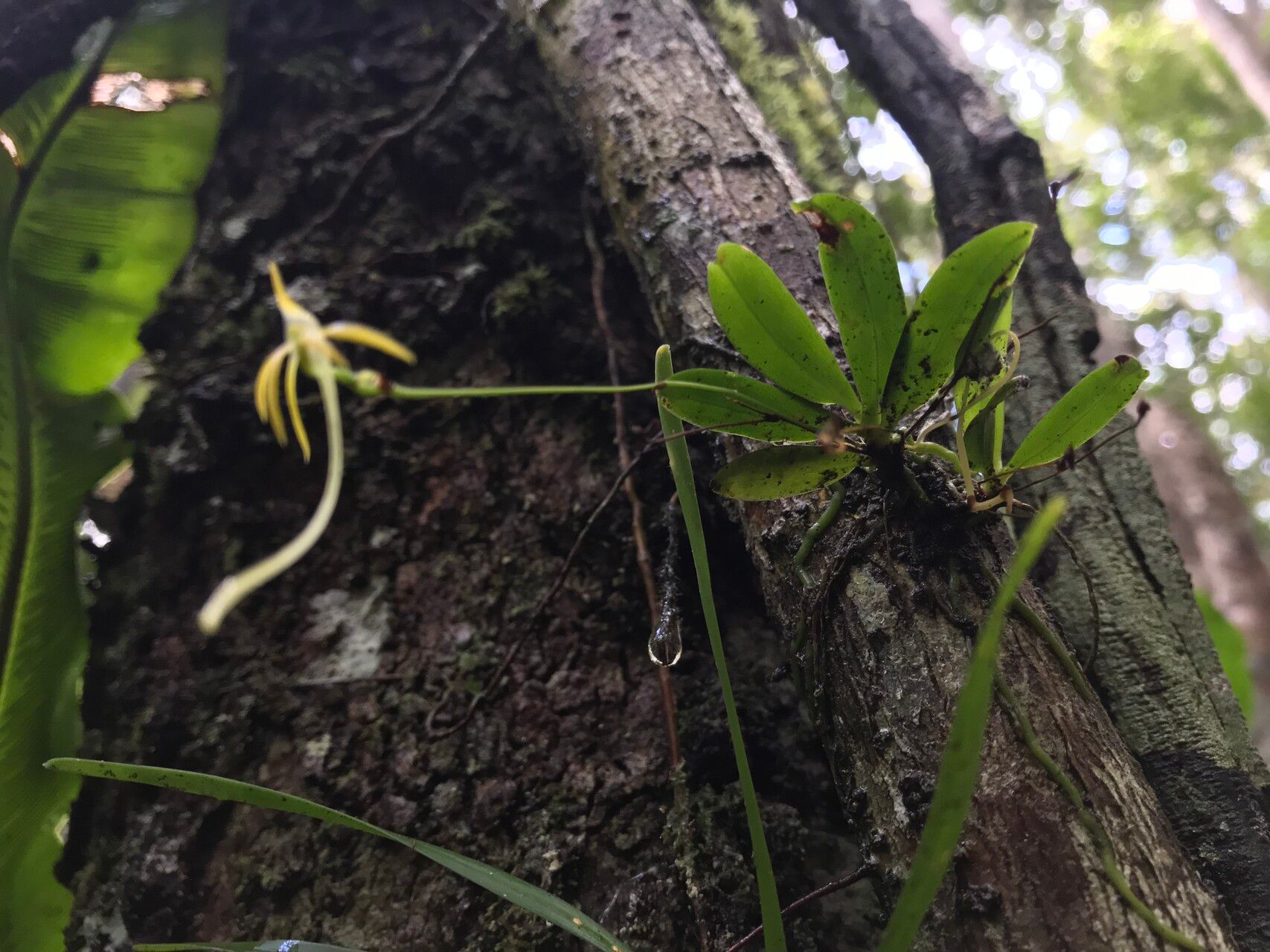 Angraecum rhynchoglossum habit