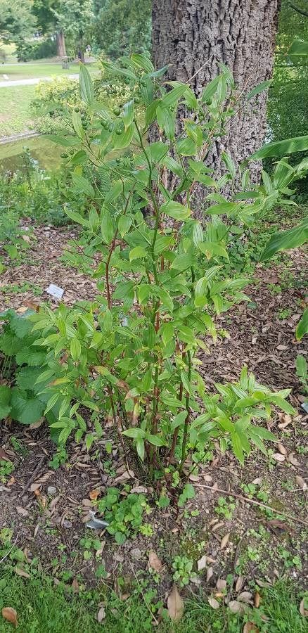 Disporum leucanthum habit