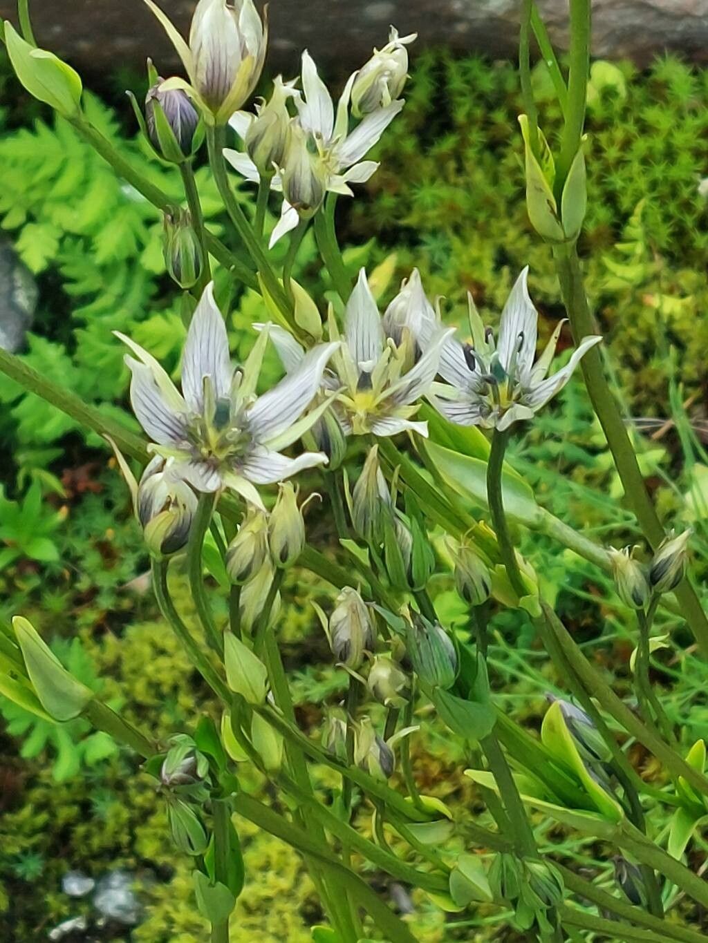 Swertia bifolia — related species from the same genus