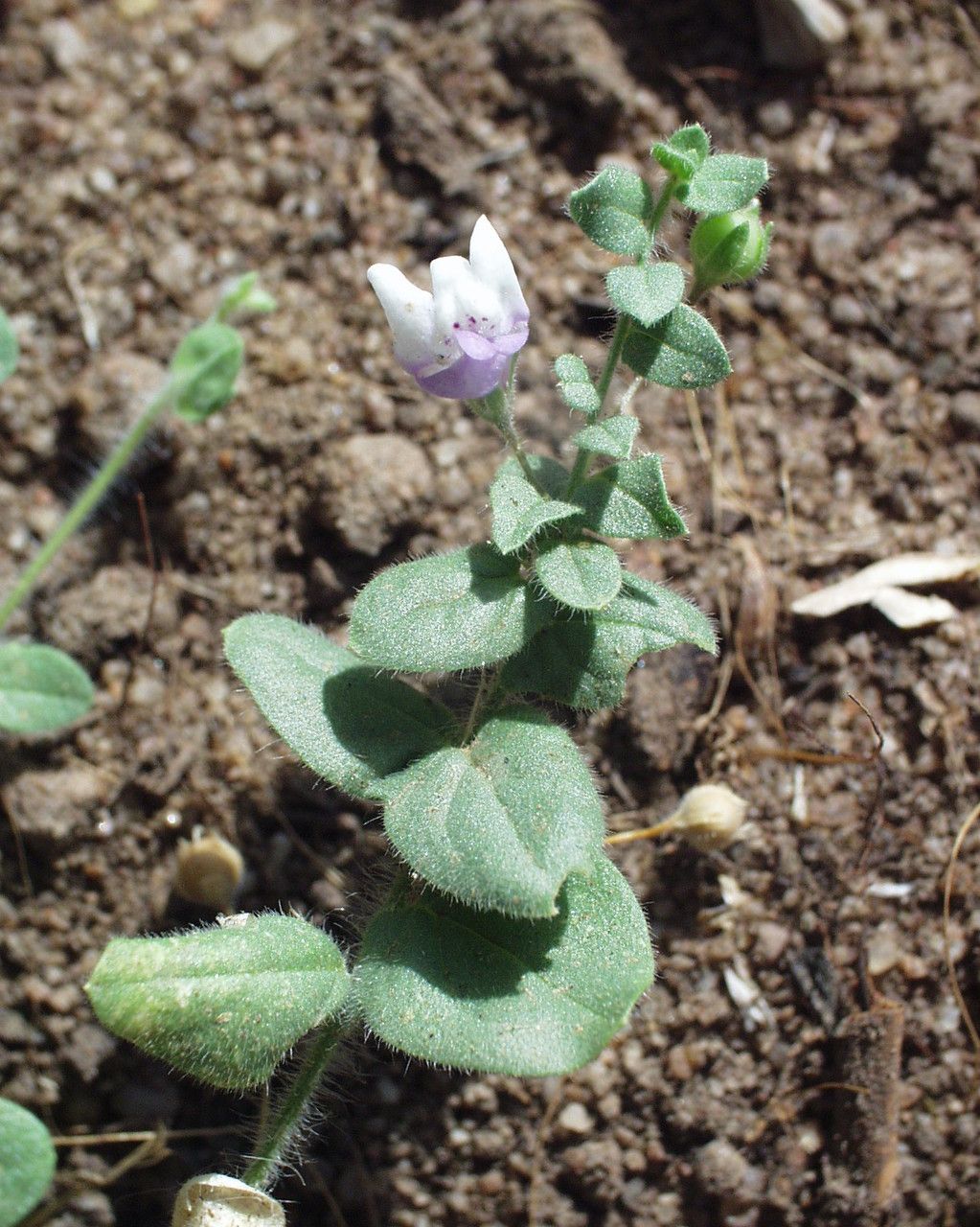 Kickxia lanigera habit