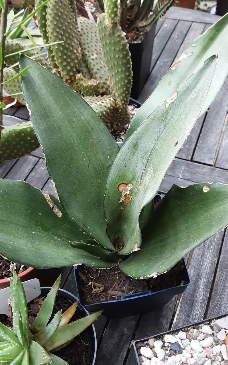 Dracaena subspicata habit